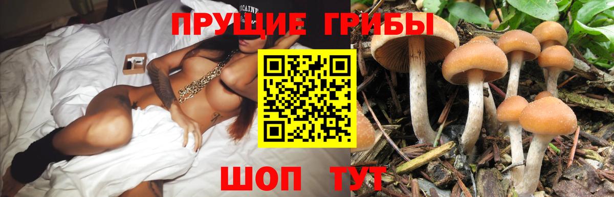 Галлюциногенные грибы GOLDEN TEACHER Сокол
